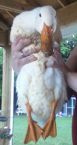 photo.jpg