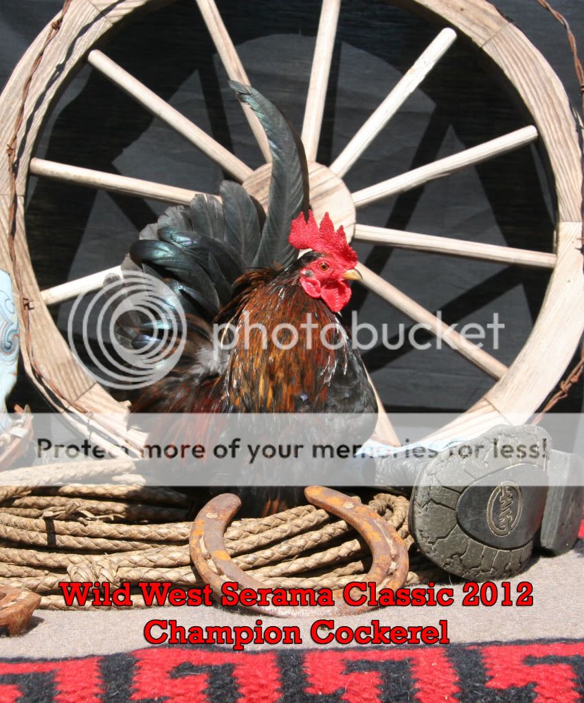 ChampCockerel.jpg