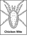 mites4.jpg