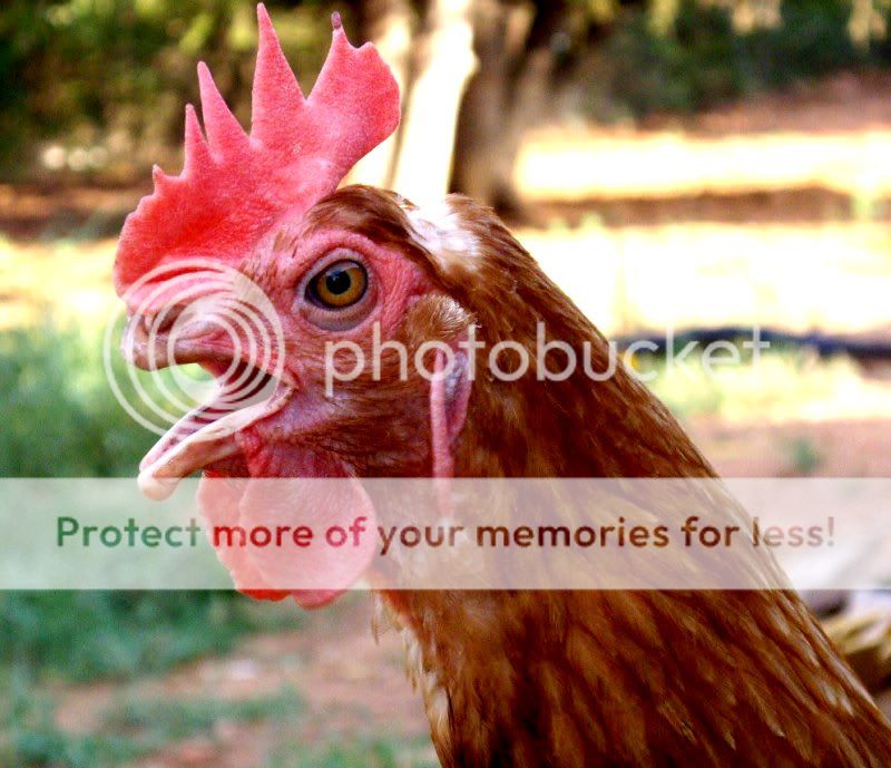 beak.jpg
