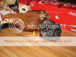 Picture040.jpg