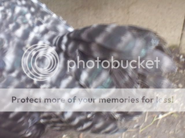 100_2793.jpg