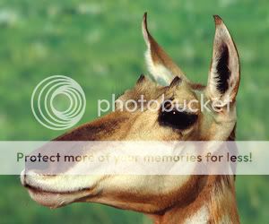 LSG-MixedGrasslands-pronghorn.jpg