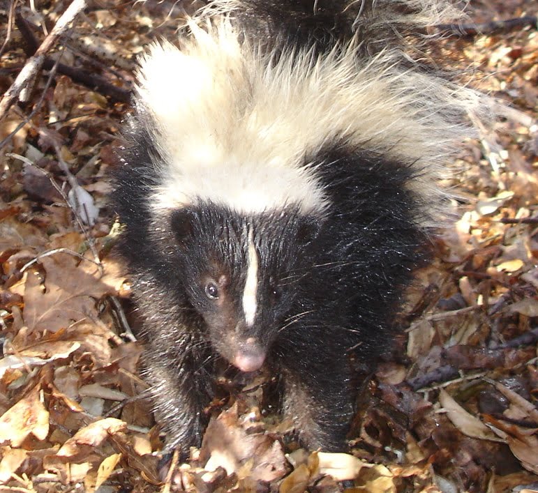 skunk771.jpg