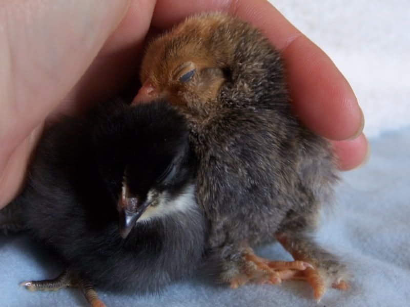 lastarrivalofspring09chicks011.jpg
