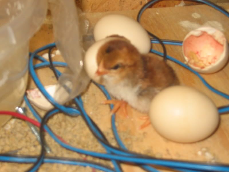 bloodandChickens034.jpg