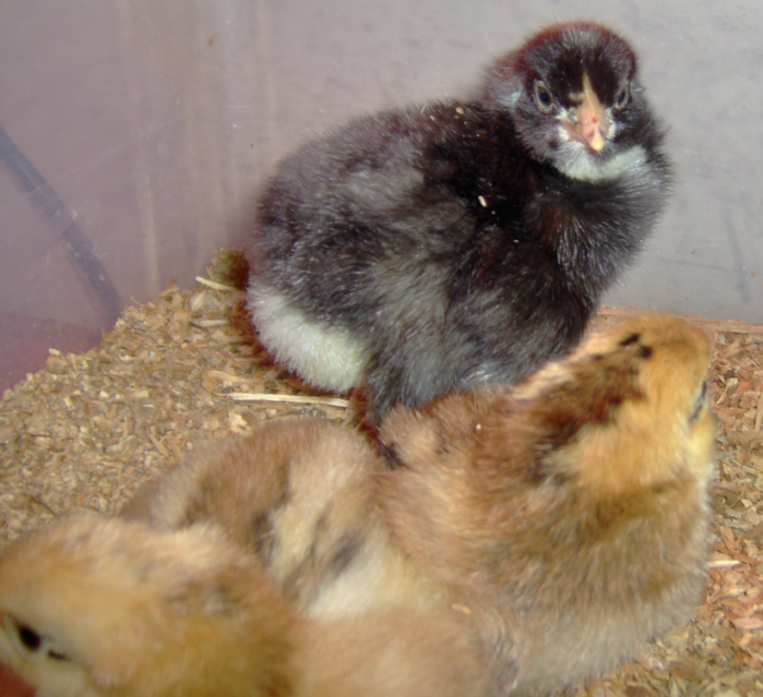 newchicks2.jpg