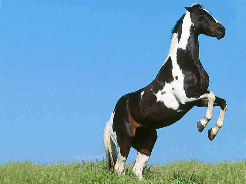 Mustang-horse-rearing.jpg