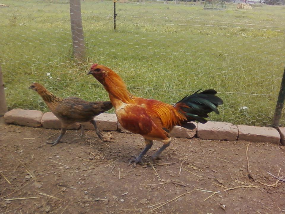 600x450px-LL-2fc253d7_roo.jpeg