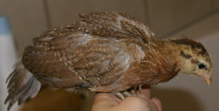 redbluepullet2.jpg