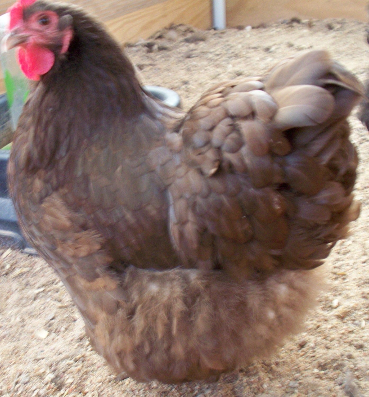 400x431px-LL-79467257_chickenpics012713020.jpeg