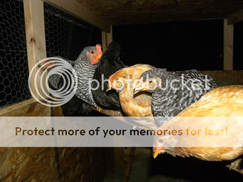 DSCN4368.jpg