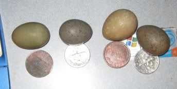 Buttoneggs.jpg
