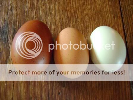 eggcolor.jpg