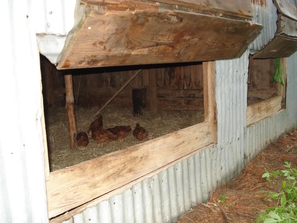 chicken11.jpg