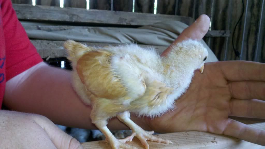 2011-06-01_16-02-32_762.jpg