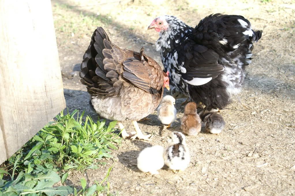 mychickens083.jpg