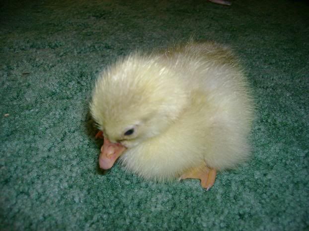 sebbaby4.jpg