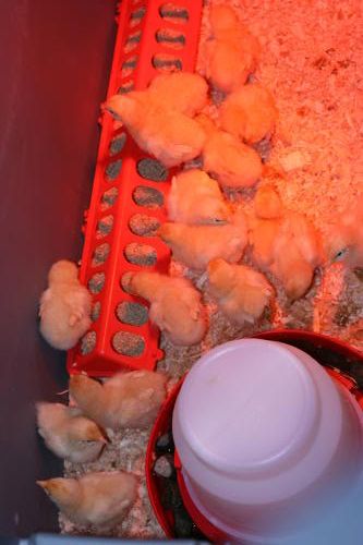 Chicks1week0032.jpg