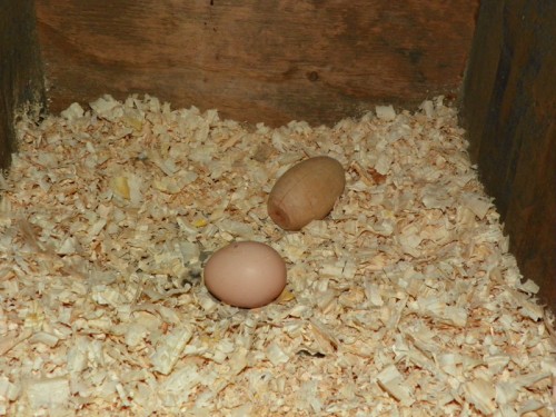 first-egg-500x375.jpg