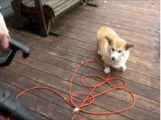 tumblr_mv5jooPgpM1stgzx6o2_250.gif