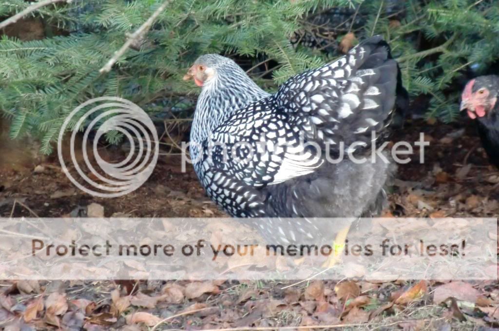 CIMG4711.jpg