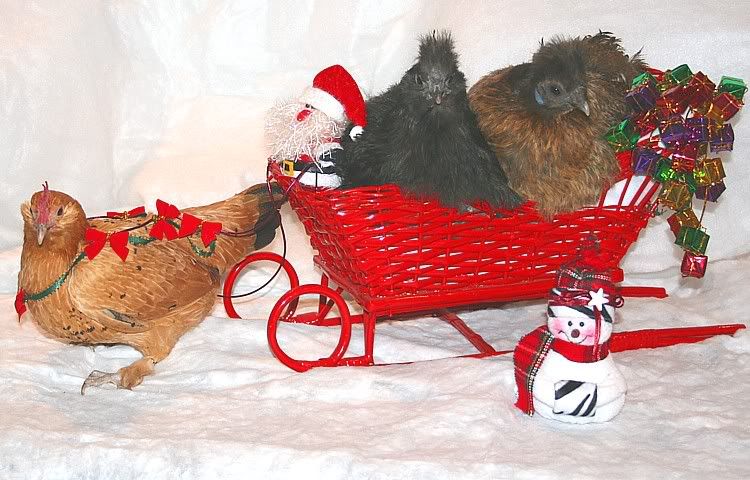 IMG_3588_lcrt_xmas2005.jpg