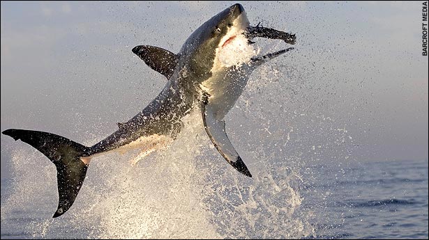 shark02.jpg