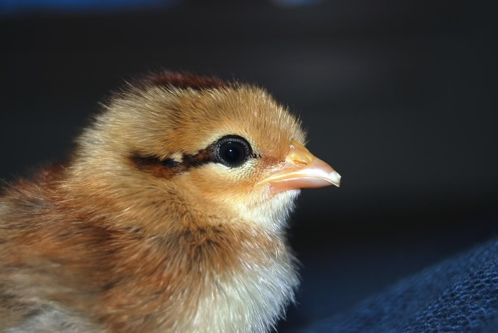 twochicks064.jpg