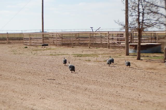 NIKON-cows005.jpg
