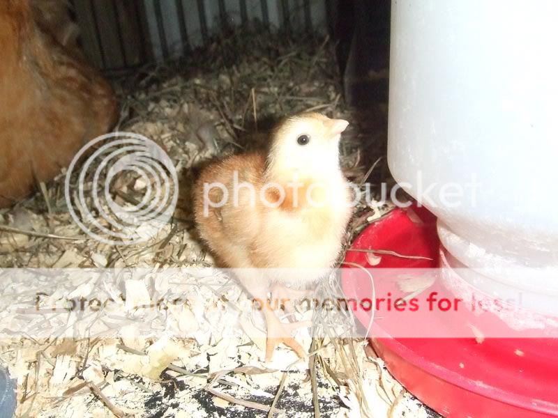 chick2.jpg