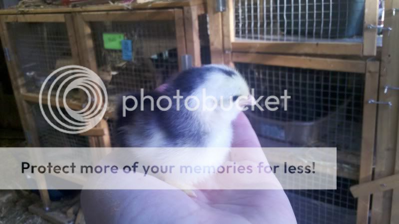 2011-11-02_16-50-56_550.jpg