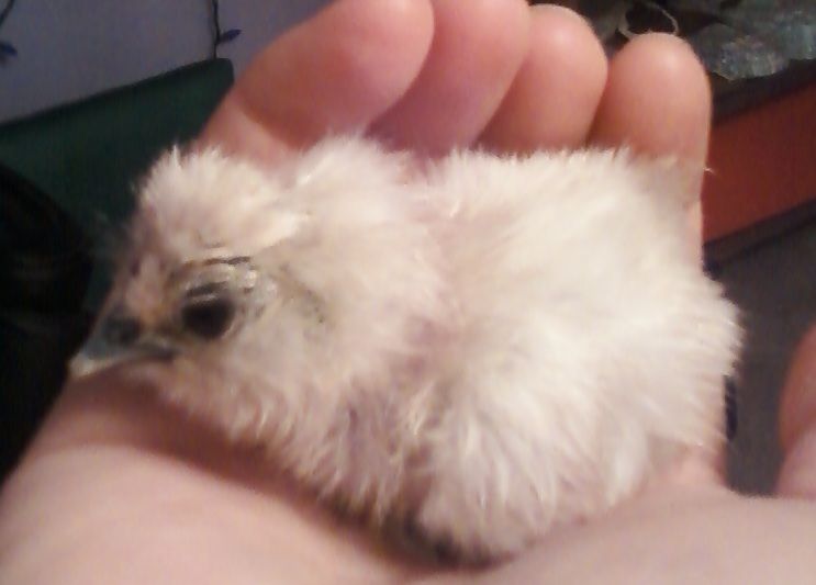 900x900px-LL-5dd52928_chick3.jpeg