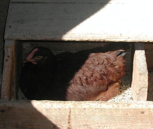 hennypenny1.jpg