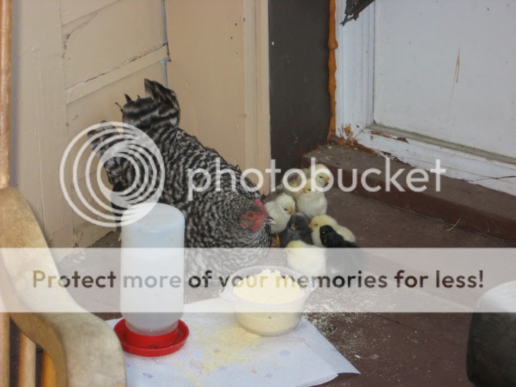 Picture573.jpg