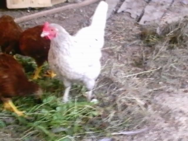 momschickens005.jpg