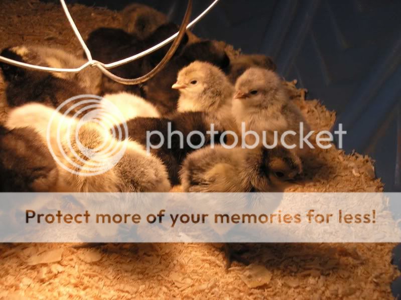 JulyChicks1-1.jpg
