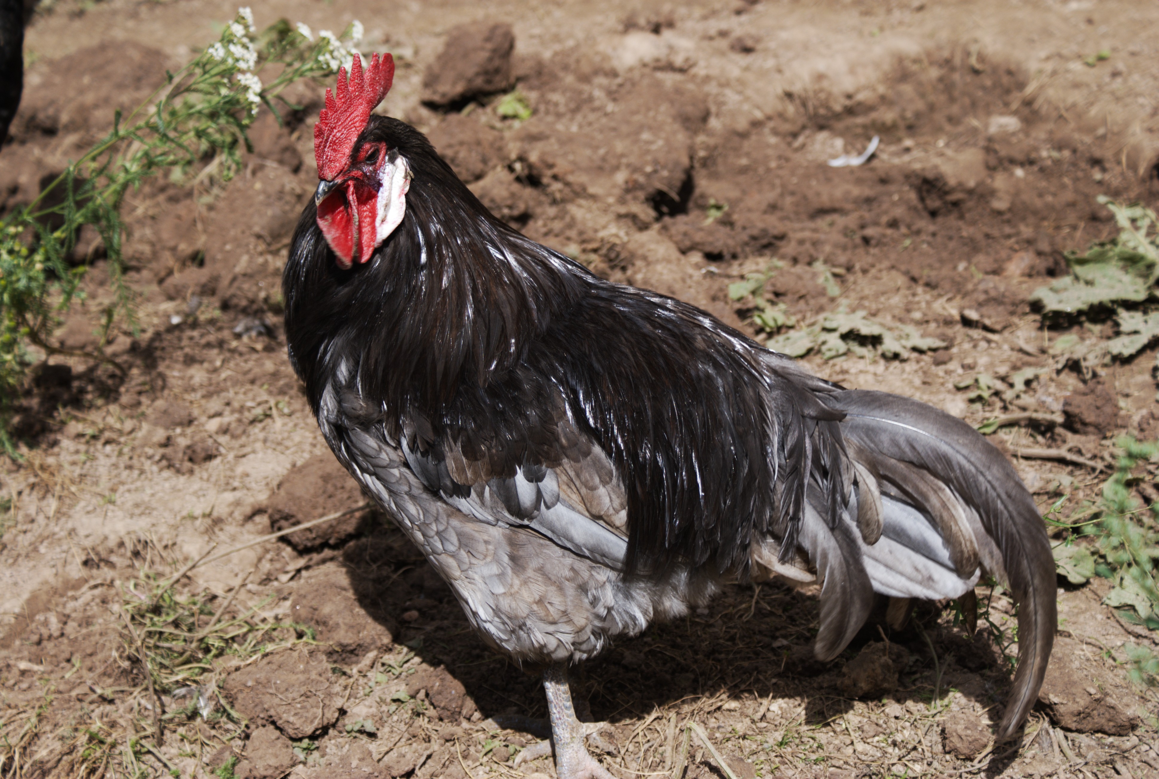 Andalusian_Blue_chicken_(male).jpg