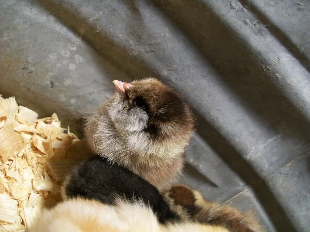 chicks2015.jpg