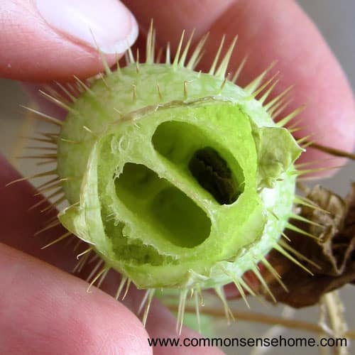 wild-cucumber-seed-chambers.jpg