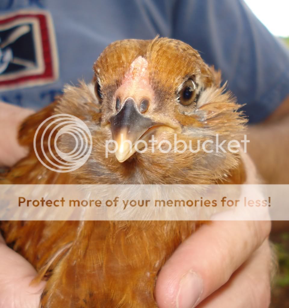 EEchick3a-8wks.jpg
