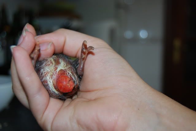 chicks086.jpg