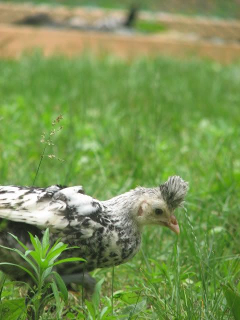 silkies093.jpg