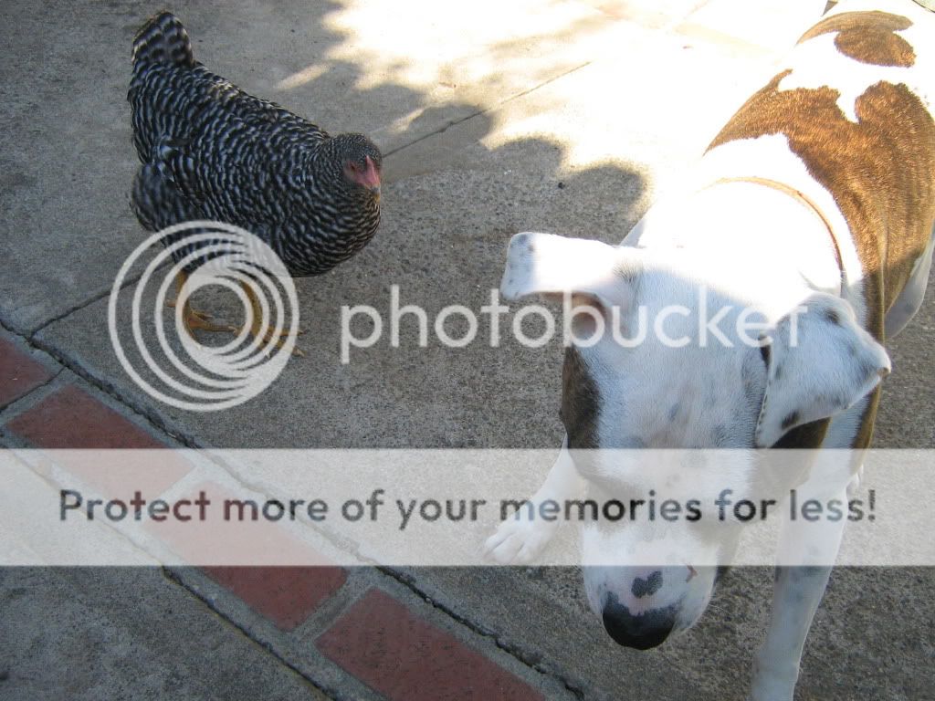 ChickensJuly25th2010025.jpg