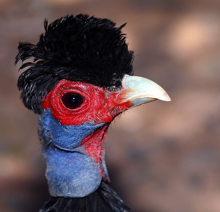 elvis_is_alive_and_well.jpg