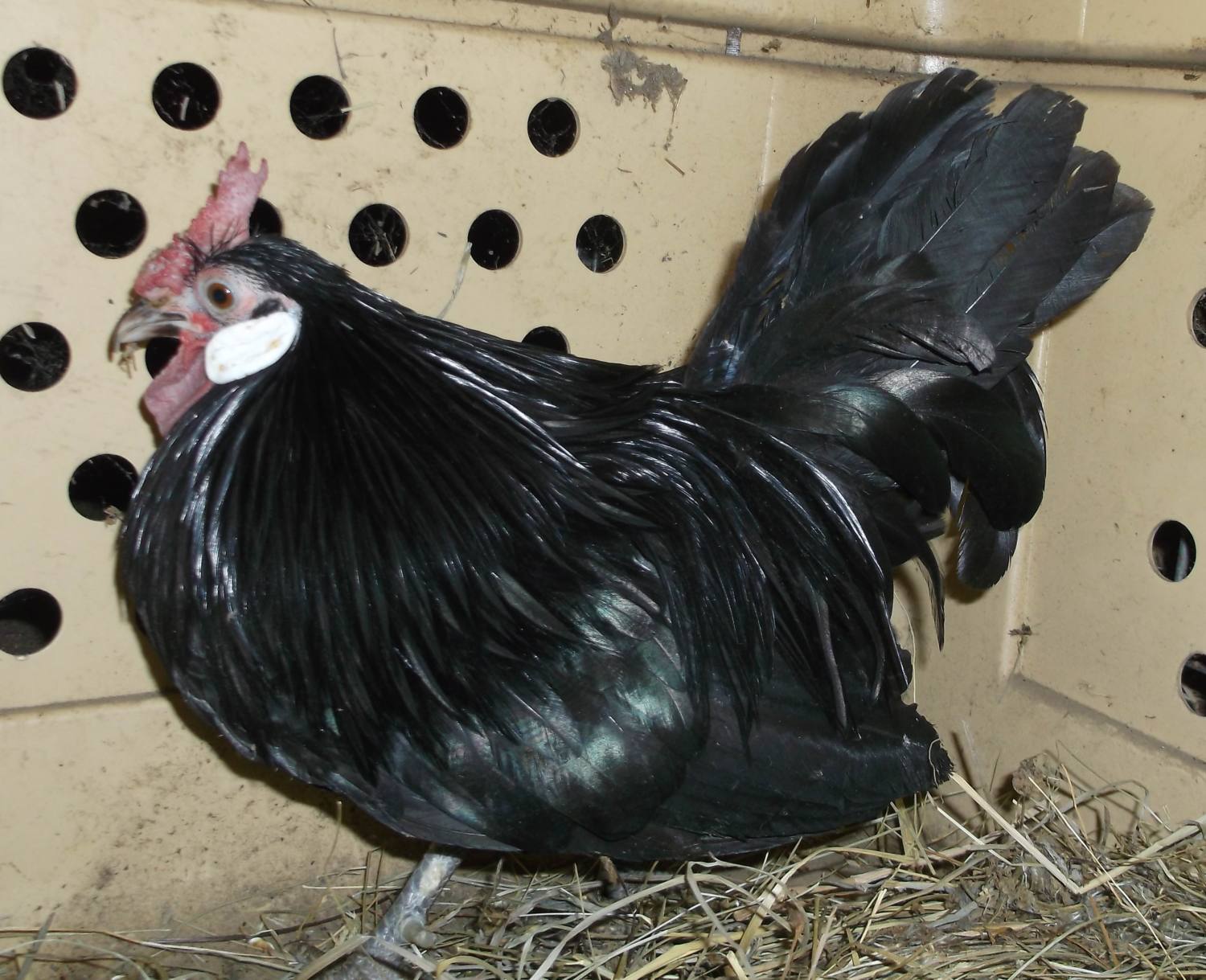 900x900px-LL-c18d7f52_2013-09-07Roosters014.jpeg