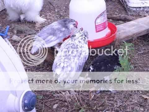 Ramdomshotsofbirds043.jpg