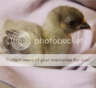 Chicks2weeks015.jpg