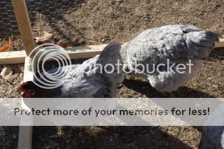 Peepschickensdogsandboy031.jpg