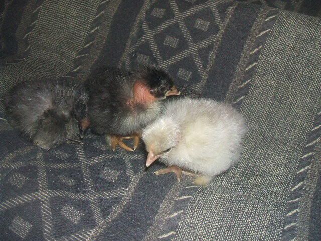 2009_0206chickss0012.jpg
